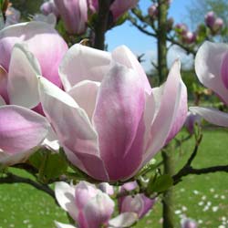 Magnolia x soulangeana Alexand